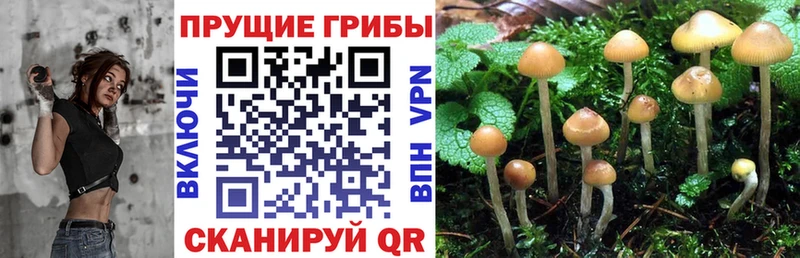 закладка  это как зайти  kraken зеркало  Галлюциногенные грибы Cubensis  Котлас 